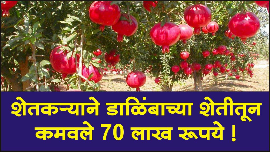 Story of Pomegranate Farming